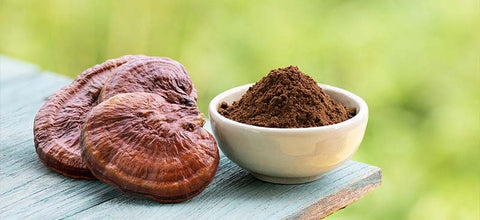 Reishi medicinska goba ali Svetlikava poloscenka.