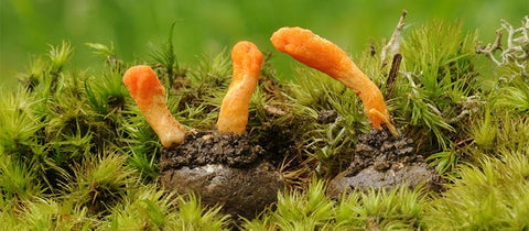Pozitivni vplivi gobe Cordyceps (slovensko glavatec) na zdravje