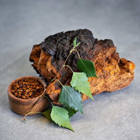 Čaga (chaga): vplivi na imunost in kot antioksidativna zaščita
