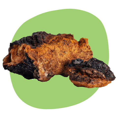 Eko Chaga (brezin luknjač) - ekološka medicinska goba za naravno krepitev imunskega sistema, več energije, izboljšanje splošnega zdravja in boljšo prebavo.