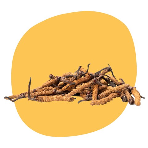 Bio Cordyceps (glavatec) - tradicionalna kitajska in tibetanska goba, ki naravno povečuje energijo in vzdržljivost pri športu in vsakdanjem življenju.