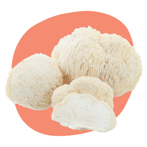 Bio Lion's Mane (levja griva) - tradicionalna goba, ki jo v Aziji že stoletja uporabljajo za spodbujanje živčnega sistema, boljšo koncentracijo in spomin.
