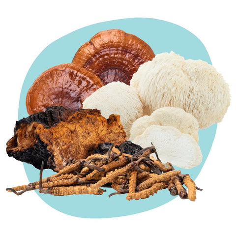Forest Hero mešanica štirih gob (Lion's Mane, Reishi, Chaga, Cordyceps) za celovito podporo imunskemu sistemu, energiji in kognitivnim funkcijam.