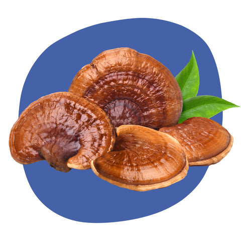 Bio Reishi (svetlikava pološčenka) - ekološka medicinska goba za večjo umirjenost, boljši spanec in obvladovanje stresa z večtisočletno tradicijo uporabe