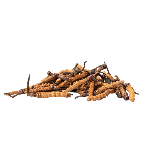 Cordyceps