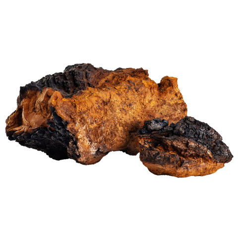 Chaga