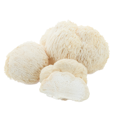 Lion's mane