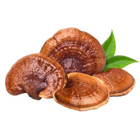Reishi